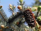 Picea pungens 'Kosteri' 